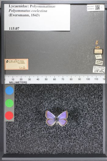 Media type: image;   Entomology 55412
